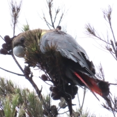 Calyptorhynchus lathami lathami at QPRC LGA - suppressed