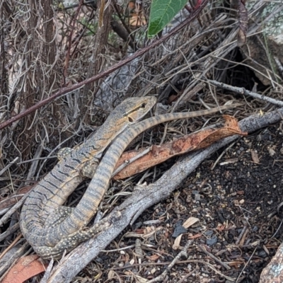 Varanus rosenbergi (Heath or Rosenberg's Monitor) at Rendezvous Creek, ACT - 25 Nov 2023 by Rebeccajgee