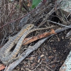 Varanus rosenbergi at Namadgi National Park - suppressed