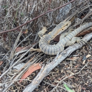 Varanus rosenbergi at Namadgi National Park - suppressed