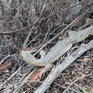 Varanus rosenbergi at Namadgi National Park - suppressed