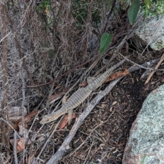 Varanus rosenbergi at Namadgi National Park - 25 Nov 2023