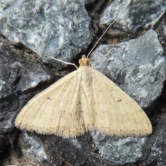 Scopula (genus) (A wave moth (Sterrhinae)) at Narrabundah, ACT - 22 Nov 2023 by RobParnell
