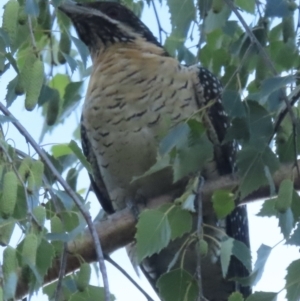 Eudynamys orientalis at Narrabundah, ACT - 21 Nov 2023