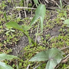 Sagittaria calycina (Arrowhead) at Wambrook, NSW - 23 Nov 2023 by JaneR