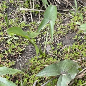 Sagittaria calycina at Wambrook, NSW - 23 Nov 2023