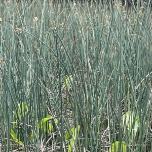 Sagittaria calycina at Wambrook, NSW - 23 Nov 2023