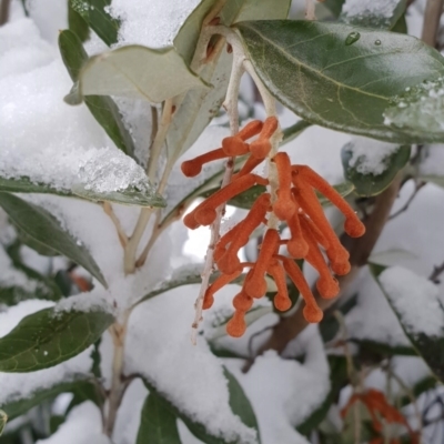 Grevillea victoriae subsp. nivalis (Kosciuszko Grevillea) at Kosciuszko National Park - 7 Aug 2018 by Steve818
