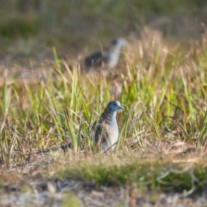 Geopelia humeralis at Brunswick Heads, NSW - 9 Nov 2023 05:28 PM