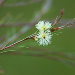 Melaleuca nodosa at Brunswick Heads, NSW - 9 Nov 2023 05:58 PM