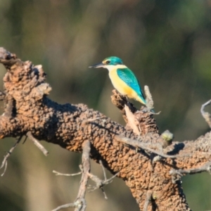 Todiramphus sanctus at Brunswick Heads, NSW - 9 Nov 2023