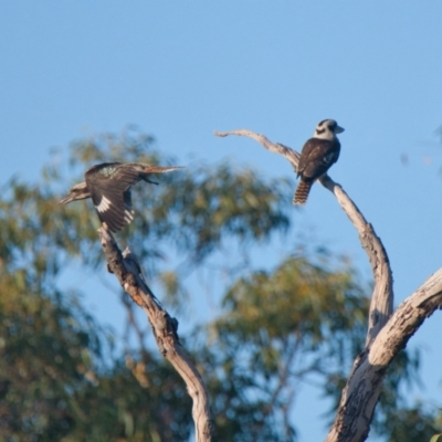 Dacelo novaeguineae (Laughing Kookaburra) at Brunswick Heads, NSW - 9 Nov 2023 by macmad