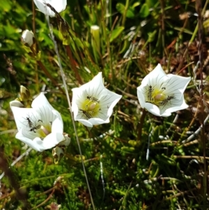 Gentianella muelleriana subsp. alpestris at Kosciuszko National Park - 13 Feb 2018