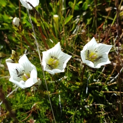 Gentianella muelleriana subsp. alpestris (Mueller's Snow-gentian) at Geehi, NSW - 12 Feb 2018 by Steve818