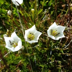 Gentianella muelleriana subsp. alpestris (Mueller's Snow-gentian) at Kosciuszko National Park - 12 Feb 2018 by Steve818