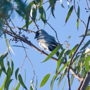 Coracina novaehollandiae at Brunswick Heads, NSW - 9 Nov 2023