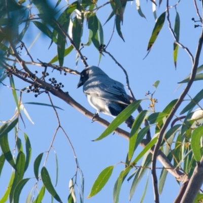 Coracina novaehollandiae (Black-faced Cuckooshrike) at Brunswick Heads, NSW - 9 Nov 2023 by macmad