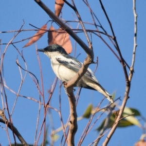 Lalage tricolor at Brunswick Heads, NSW - 9 Nov 2023 06:17 PM