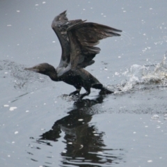 Phalacrocorax sulcirostris (Little Black Cormorant) at Brunswick Heads, NSW - 10 Nov 2023 by macmad
