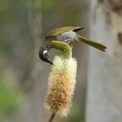 Meliphaga lewinii (Lewin's Honeyeater) at Brunswick Heads, NSW - 9 Nov 2023 by macmad