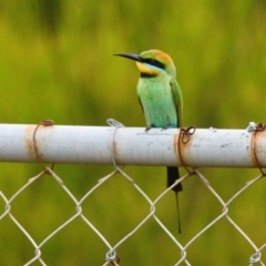 Merops ornatus (Rainbow Bee-eater) at Brunswick Heads, NSW - 10 Nov 2023 by macmad