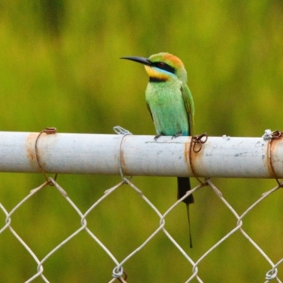 Merops ornatus (Rainbow Bee-eater) at Brunswick Heads, NSW - 10 Nov 2023 by macmad