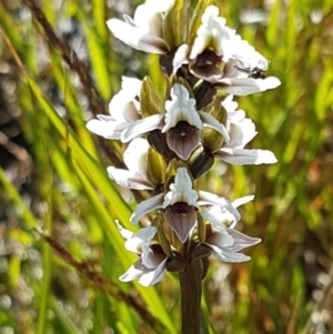 Paraprasophyllum alpestre at Kosciuszko National Park - 13 Feb 2018