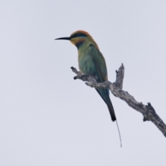 Merops ornatus (Rainbow Bee-eater) at Brunswick Heads, NSW - 11 Nov 2023 by macmad