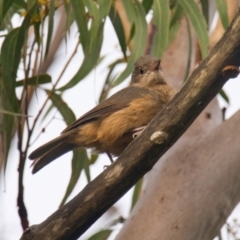 Colluricincla rufogaster (Rufous Shrikethrush) at Brunswick Heads, NSW - 10 Nov 2023 by macmad