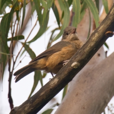 Colluricincla rufogaster (Rufous Shrikethrush) at Brunswick Heads, NSW - 10 Nov 2023 by macmad