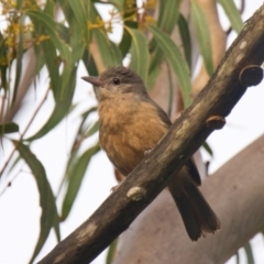 Colluricincla rufogaster at Brunswick Heads, NSW - 11 Nov 2023 07:20 AM