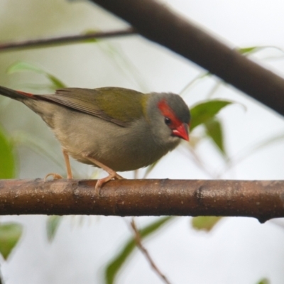 Neochmia temporalis (Red-browed Finch) at Brunswick Heads, NSW - 10 Nov 2023 by macmad