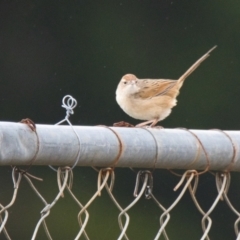 Cincloramphus timoriensis (Tawny Grassbird) at Brunswick Heads, NSW - 11 Nov 2023 by macmad