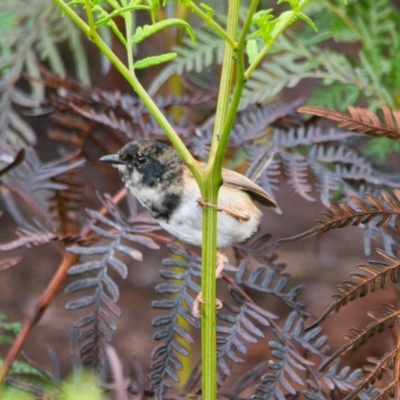Malurus melanocephalus (Red-backed Fairywren) at Brunswick Heads, NSW - 11 Nov 2023 by macmad
