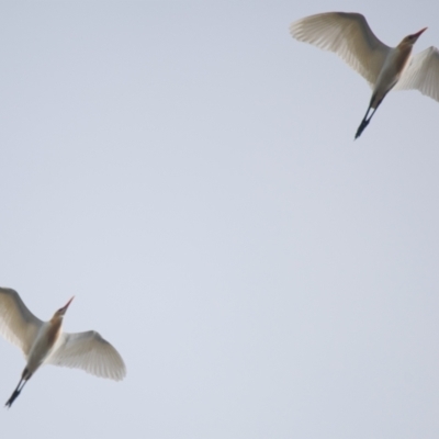 Bubulcus coromandus (Eastern Cattle Egret) at Brunswick Heads, NSW - 11 Nov 2023 by macmad