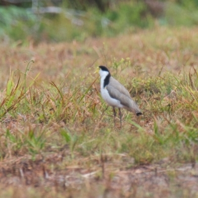 Vanellus miles (Masked Lapwing) at Brunswick Heads, NSW - 10 Nov 2023 by macmad
