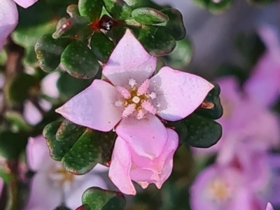 Boronia algida (Alpine Boronia) at Namadgi National Park - 11 Oct 2020 by Steve818