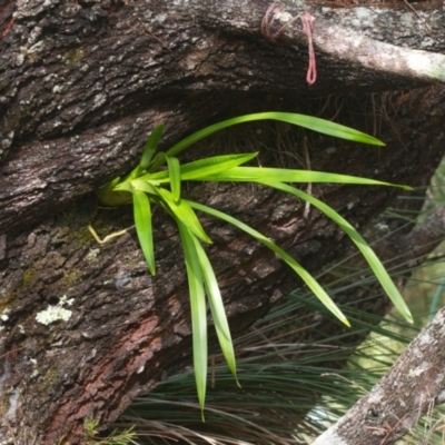 Cymbidium sp. (A Snake Orchid) at Brunswick Heads, NSW - 10 Nov 2023 by macmad