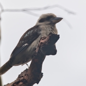 Dacelo novaeguineae at Brunswick Heads, NSW - 11 Nov 2023 07:55 AM