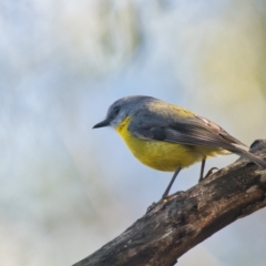 Eopsaltria australis (Eastern Yellow Robin) at Brunswick Heads, NSW - 11 Nov 2023 by macmad