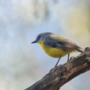 Eopsaltria australis at Brunswick Heads, NSW - 11 Nov 2023