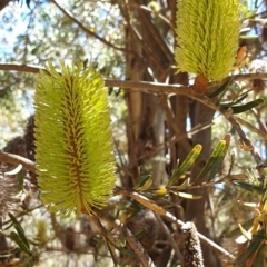 Banksia marginata (Silver Banksia) at Namadgi National Park - 1 Mar 2019 by Steve818