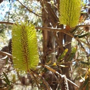Banksia marginata at Namadgi National Park - 1 Mar 2019