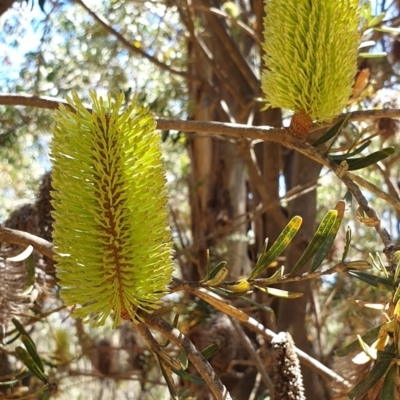 Banksia marginata (Silver Banksia) at Rendezvous Creek, ACT - 1 Mar 2019 by Steve818