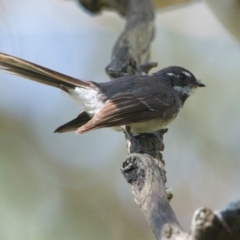 Rhipidura albiscapa (Grey Fantail) at Brunswick Heads, NSW - 10 Nov 2023 by macmad