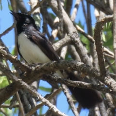 Rhipidura leucophrys at Griffith, ACT - 19 Nov 2023 11:20 AM