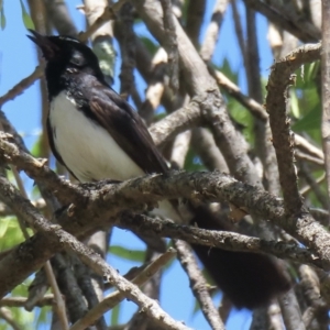 Rhipidura leucophrys at Griffith, ACT - 19 Nov 2023