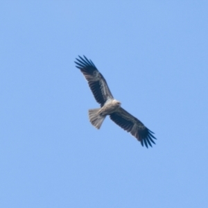 Haliastur sphenurus at Brunswick Heads, NSW - 11 Nov 2023