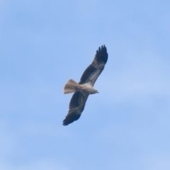 Haliastur sphenurus at Brunswick Heads, NSW - 11 Nov 2023