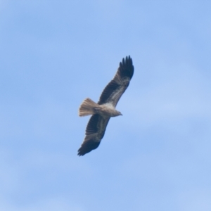 Haliastur sphenurus at Brunswick Heads, NSW - 11 Nov 2023 01:00 PM